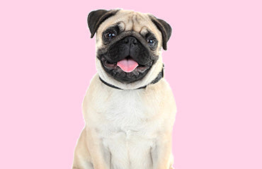 Easy Ways to Teach Your Dog Tricks (And Have a Laugh Doing It!)