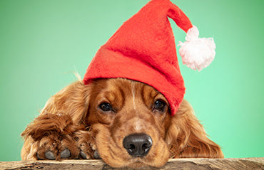 Snap Like a True Blue! Top Tips For Taking the Perfect Photo of Your Pet