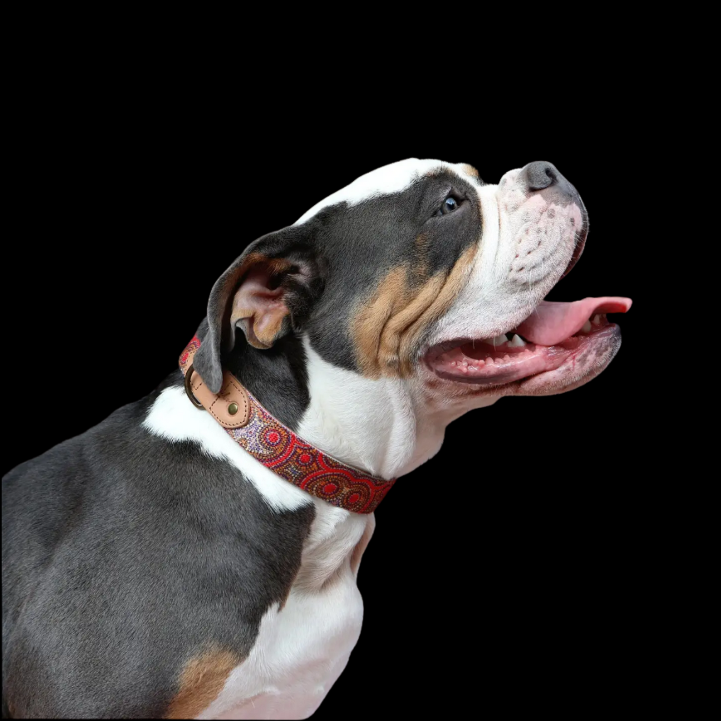 Leather Dog Collar - Snake Dreaming