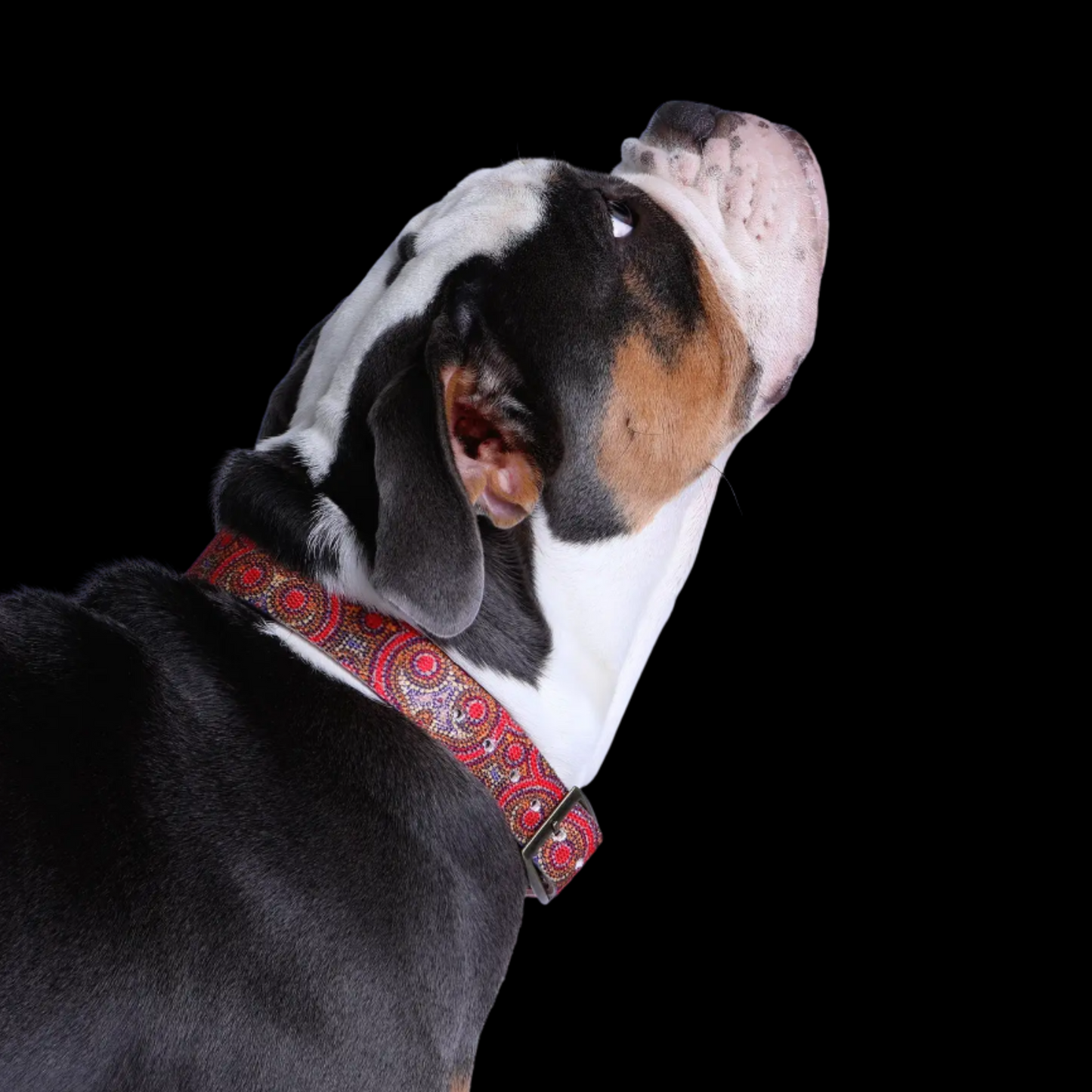 Leather Dog Collar - Snake Dreaming