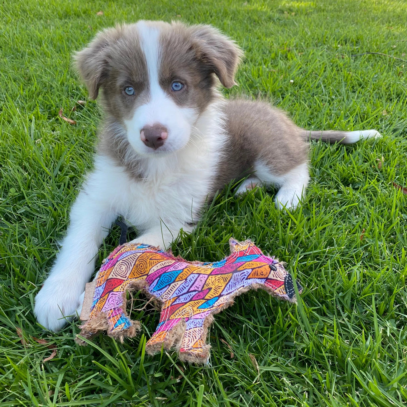Desert Dog Chew Toy - Ben